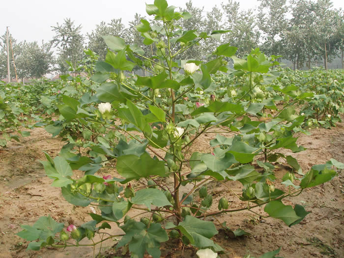 点击在新窗口中打开