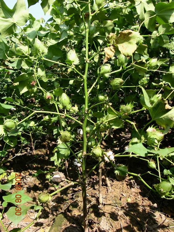 点击在新窗口中打开