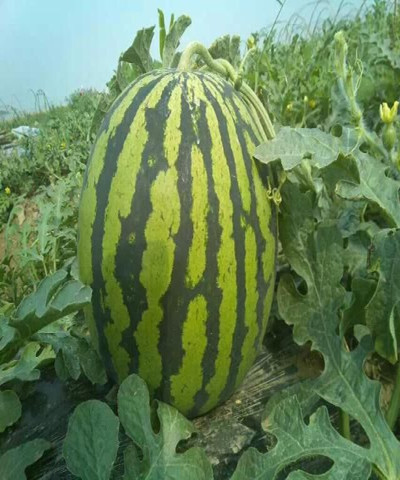 点击在新窗口中打开