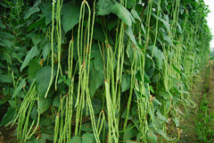 点击在新窗口中打开