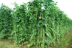 点击在新窗口中打开